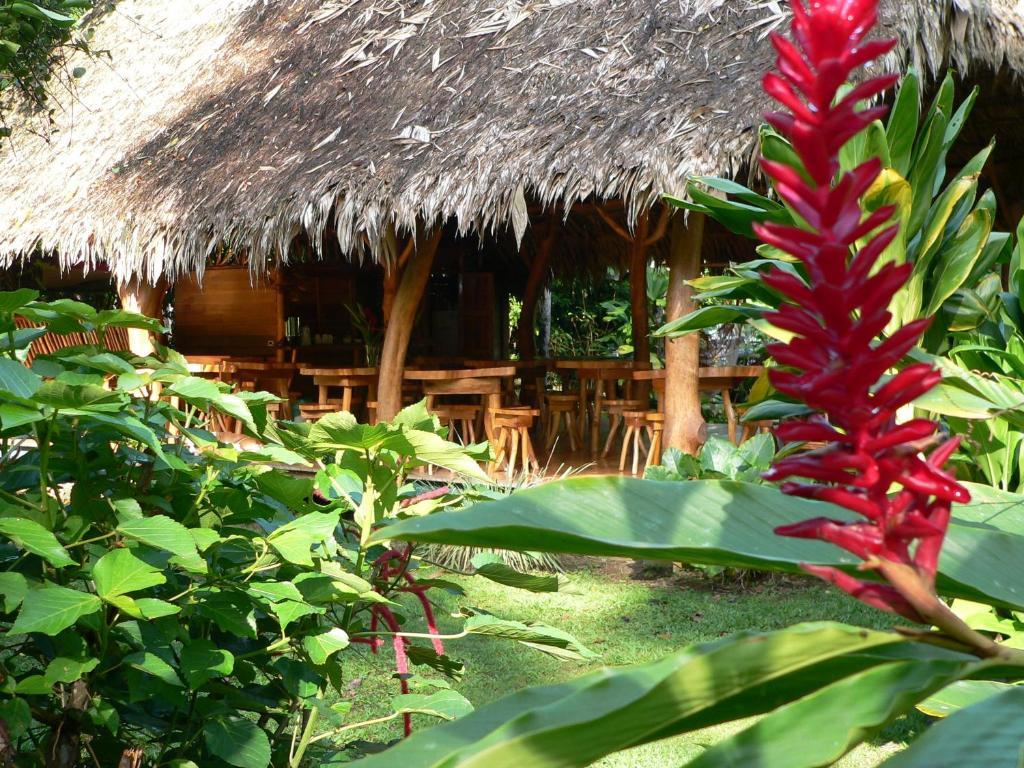 Blue Conga Hotel Puerto Viejo de Talamanca Buitenkant foto